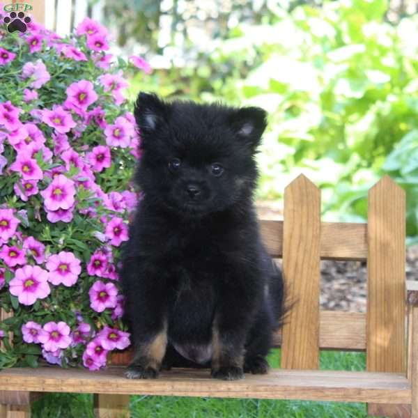 Dillon, Pomeranian Puppy